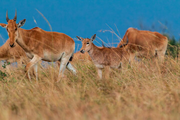Young Hartebeest Calf with Adults in the Grasslands of Masai Mara, Kenya