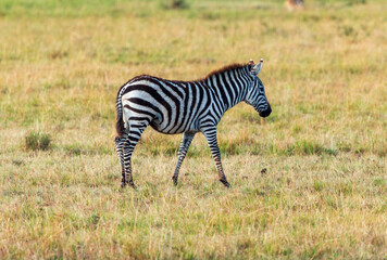 Young Zebra Walking in the Grasslands of Masai Mara, Kenya