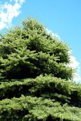 fir tree  over  blue sky
