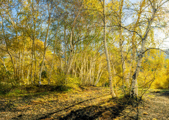 Fototapeta premium yellow autumn landscape of beautiful birch tree forest with season fall leaves , green pines, bushes and blue sky on background