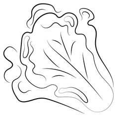 head of lettuce logo icon drawn with various lines, vector
