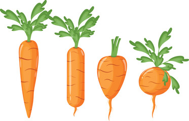 set of different varieties of carrots with green tails and leaves, vector