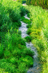 small beautiful river stream among green grass reeds with sun rays and streamin creek water