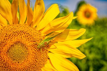 Sunflower with a grasshopper on a sunny day