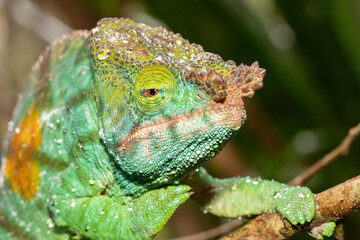 Madagascar Parson chameleon resting on branch closeup