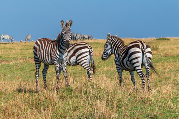 Group of Zebras Grazing in the Open Plains of Masai Mara, Kenya