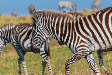 Close-up of Zebras in the Grasslands of Masai Mara, Kenya