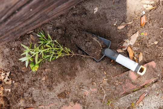 Fresh Thai Pepper plant with roots attached being transplanted using a gardening trowel next to a wooden border, Florida, USA