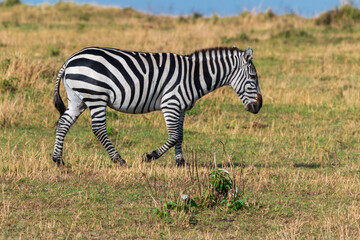 Zebra Walking in the Grasslands of Masai Mara, Kenya