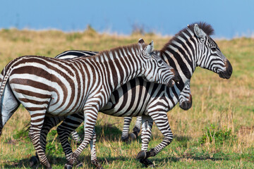 Playful Zebras Interacting in the Grasslands of Masai Mara, Kenya