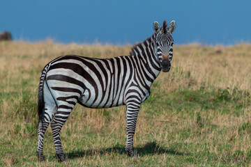 Adult Plains Zebra Facing the Camera in the Grasslands of Masai Mara, Kenya