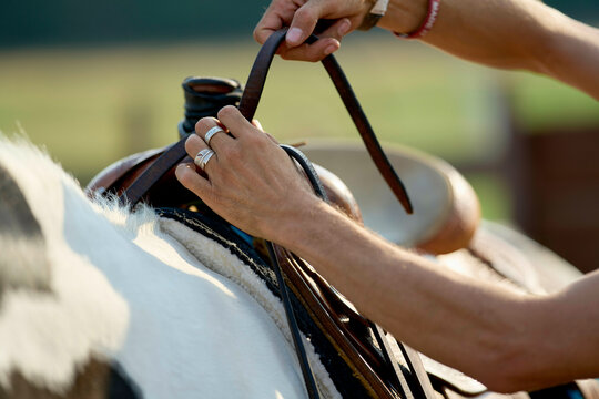 Close-up of hands adjusting a leather saddle on a horse's back.