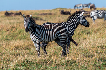 Pair of Zebras Standing Back-to-Back in the Grasslands of Masai Mara, Kenya