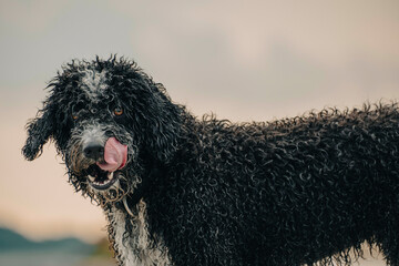 Wet black and white dog with curly fur sticking out its tongue against a blurred background.