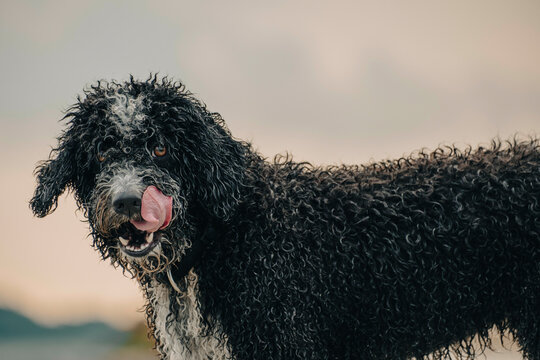 Wet black and white dog with curly fur sticking out its tongue against a blurred background.