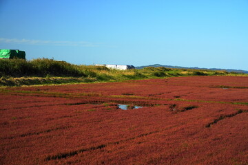 能取湖のサンゴ草