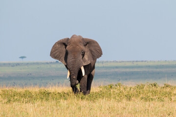 Obraz premium Adult Male African Elephant in the Open Grasslands of Masai Mara, Kenya
