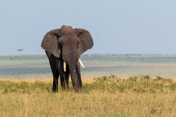 Adult Male African Elephant in the Open Grasslands of Masai Mara, Kenya
