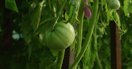 Close-up of a green tomato growing on a bush with streams of water running down it. Tomatoes are being watered in a greenhouse and the water is beautifully running down the fruit.