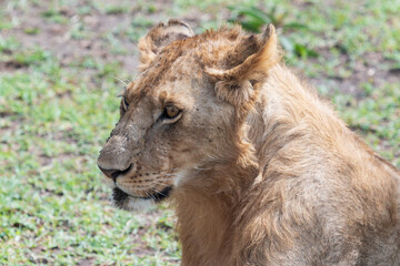 Portrait of a Young Male Lion in Masai Mara, Kenya