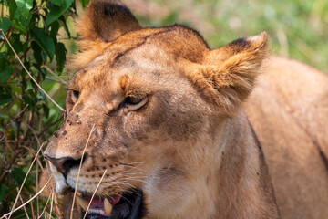 Portrait of a Young Male Lion in Masai Mara, Kenya