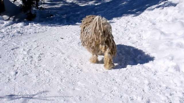 Hungarian white purebred puli breed dog,shepherd dog with dreadlock outdoor on snow at winter in the Carpathian mountains