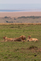 Lion Pride Resting in the Open Plains of Masai Mara, Kenya