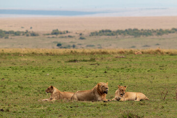 Lion Pride Resting in the Open Plains of Masai Mara, Kenya