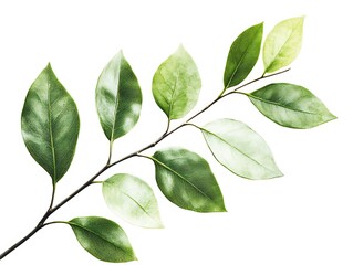 Fototapeta premium A single branch with green leaves on a white background.
