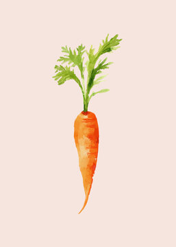 Watercolor painting of a vibrant orange carrot with lush green leaves on a soft pink background.