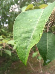 leaf with water drops