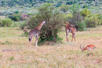 Masai Giraffes Browsing with a Grazing Impala in the Masai Mara, Kenya