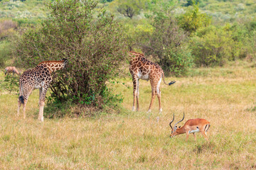 Masai Giraffes Browsing with a Grazing Impala in the Masai Mara, Kenya