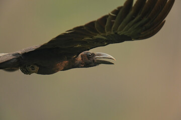 A crow flies over the water surface.