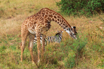 Masai Giraffe Grazing Alongside Zebra in the Masai Mara, Kenya
