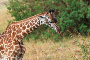 Close-up of a Masai Giraffe Feeding in the Masai Mara, Kenya
