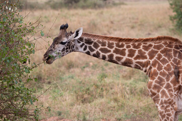 Close-up of a Masai Giraffe Feeding in the Masai Mara, Kenya