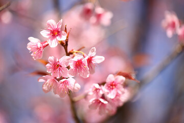 Fototapeta premium pink cherry blossom sakura flowers in close up