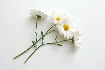 Two white flowers sit on a clean and pure white surface, perfect for representing simplicity and elegance in various contexts