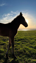 Fototapeta premium Foal at sunset, silhouette against bright sun