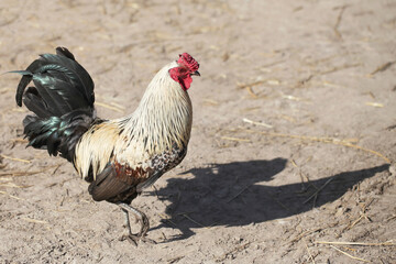 White hen on sandy ground. Sunny day on the farm. White-feathered chicken in nature. Wildlife of an animal. Walking free in backyard. Free-range chicken with empty copy space. Rooster isolated on sand