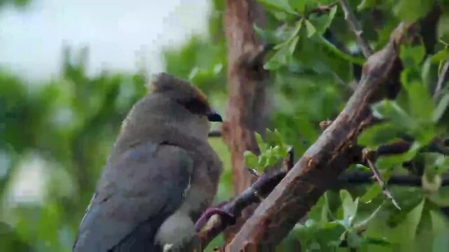 Red-faced Mousebird clinging onto a branch and eating berries. Closeup portrait of rare african bird. Bird watching, ornitology. Wild life nature birds of South Africa. Bright bird with red beak