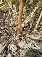 fibrous roots of maize plant or zea mays fibrous roots or adventitious root of corn plant