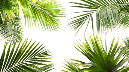 Obraz premium Green palm leaves isolated on white background with copy space for text.
