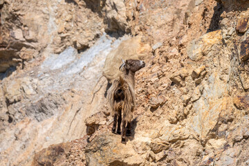 goat on the mountains on crete