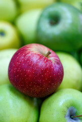 Close up of many green apples with one distinct red apple in the center. Contrast between the single red apple and the surrounding red apples makes this image visually striking. Focus on the red apple