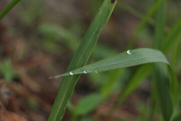 dew drops on grass