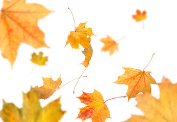 Golden autumn leaves falling on white background