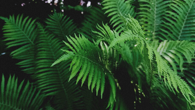 Natural background of green fern leaves, green tropical leaves summer background. Spring Fresh photo