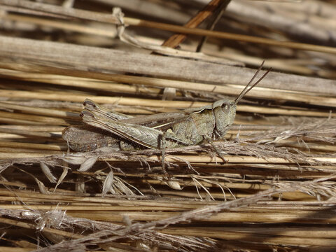 The common field grasshopper (Chorthippus brunneus) , female sitting in dry grass